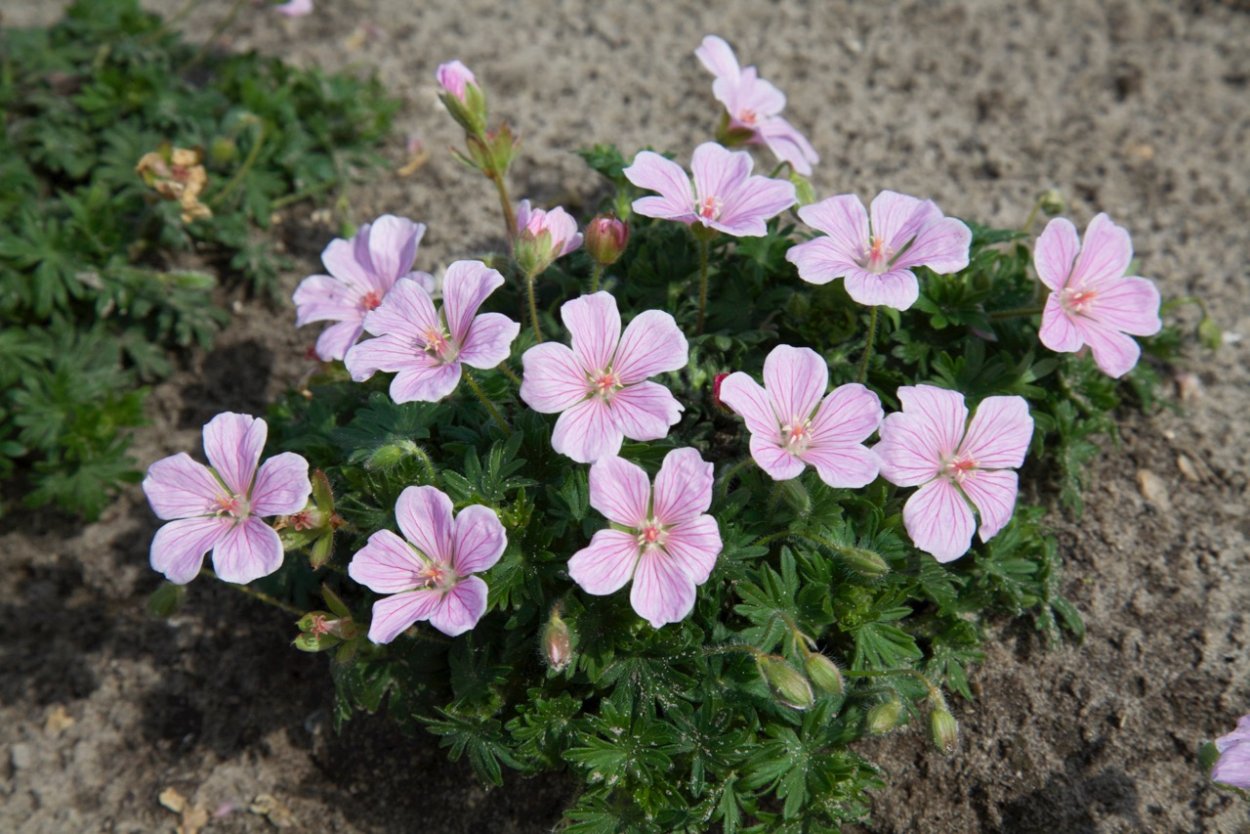 Пион + герань великолепная + манжетка;