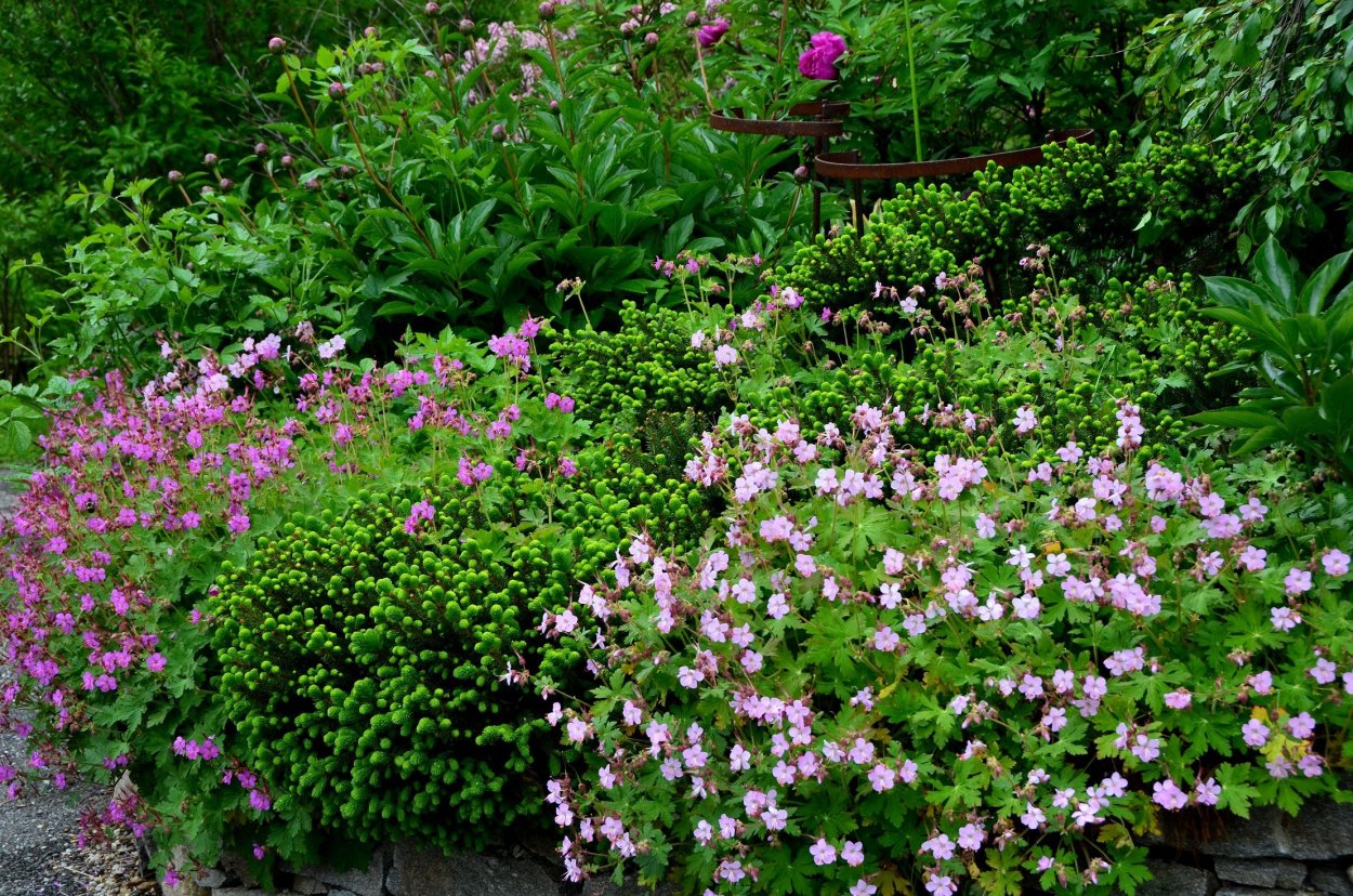 Герань стриатум