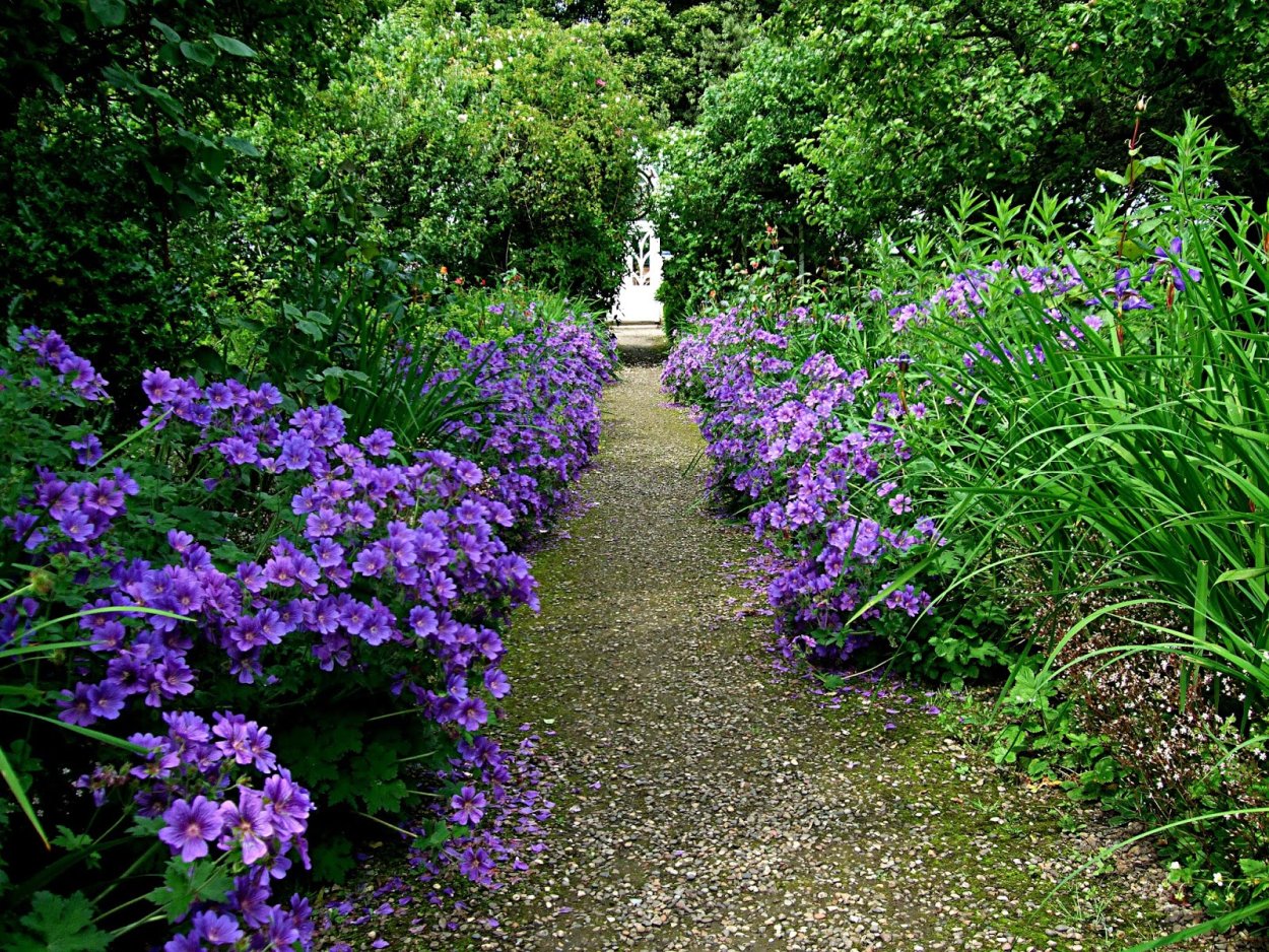 Герань великолепная 'Rosemoor'