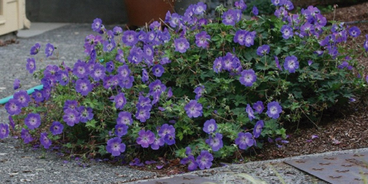 Герань гибридная 'Rozanne'