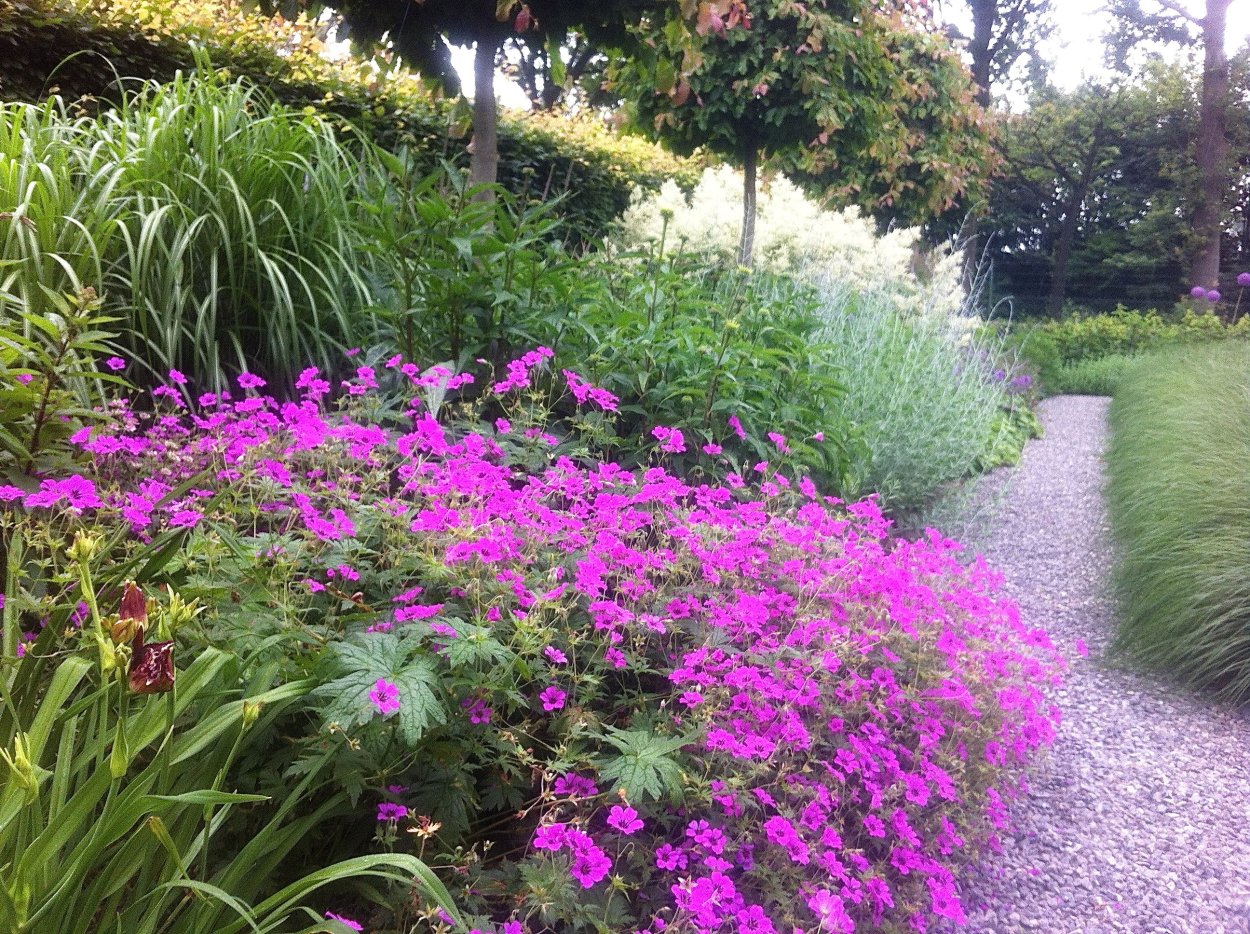 Герань гибридная Rosanna