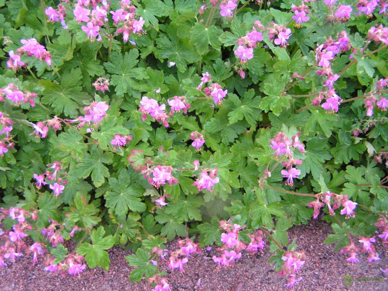 Герань далматская