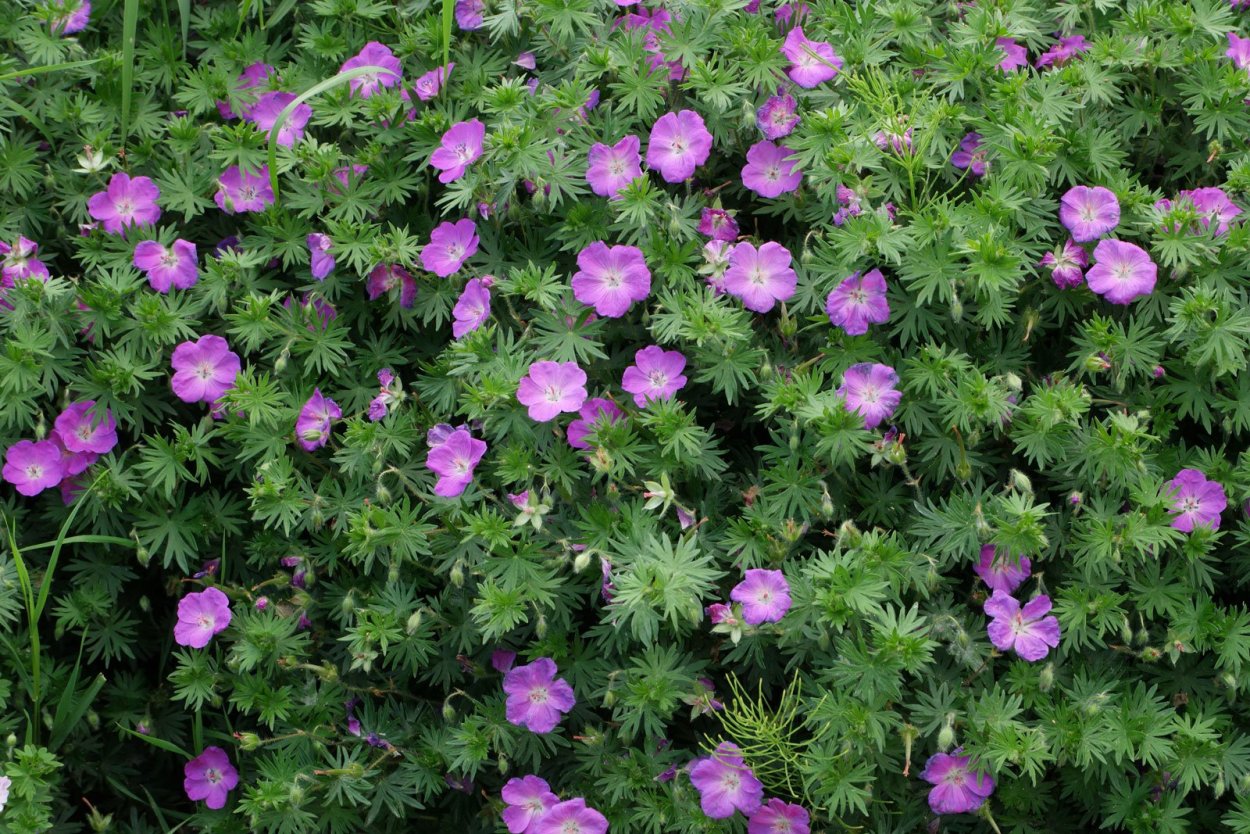 Geranium sanguineum