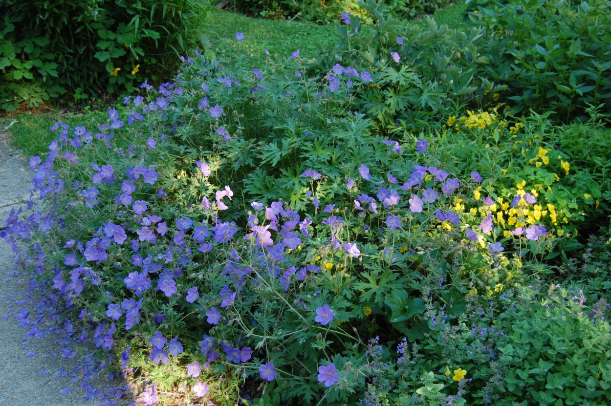 Герань Садовая джонсонс Блю