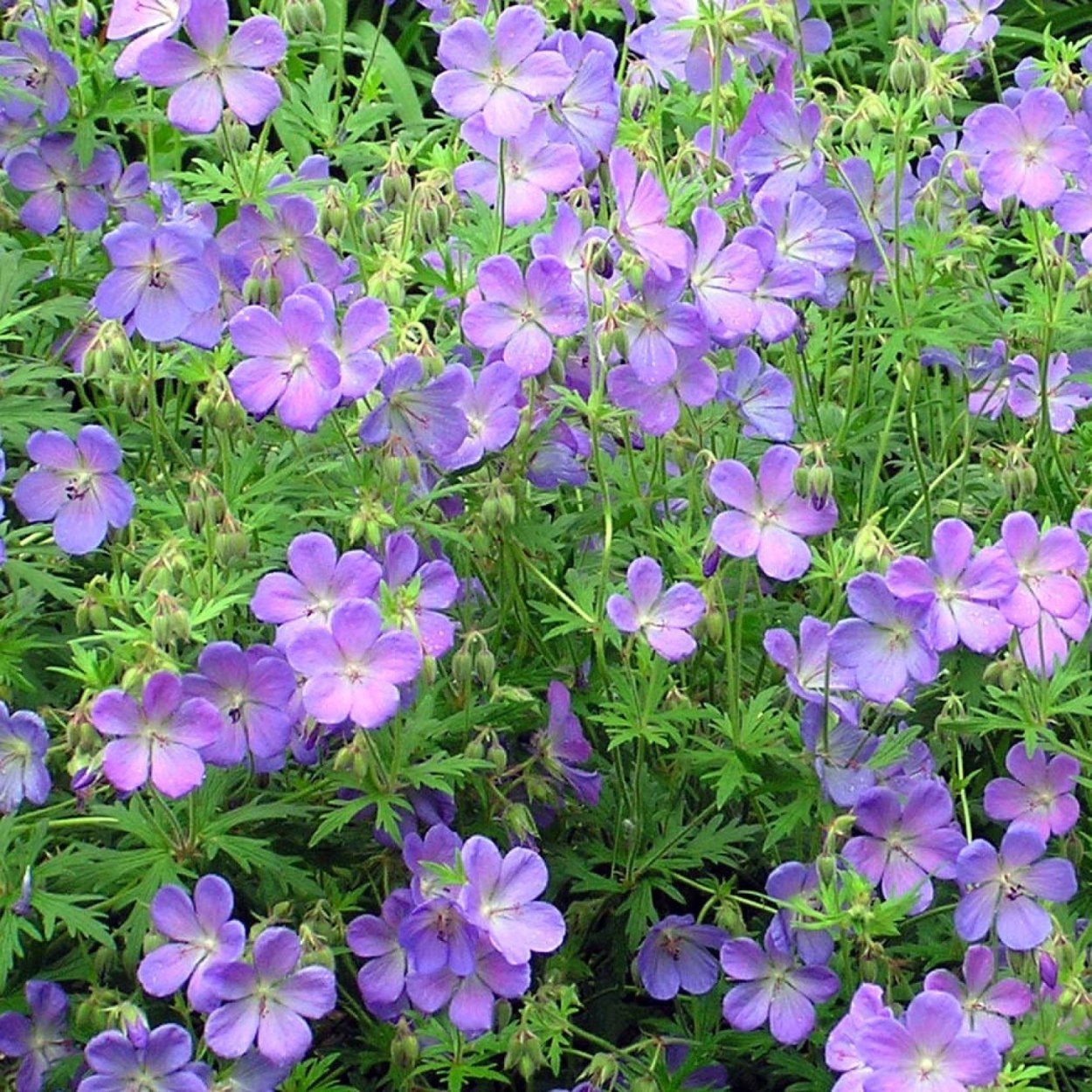 Герань (Geranium) sanguineum Max frei