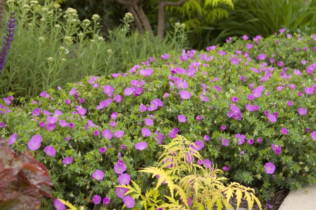 Герань кроваво-красная Max frei