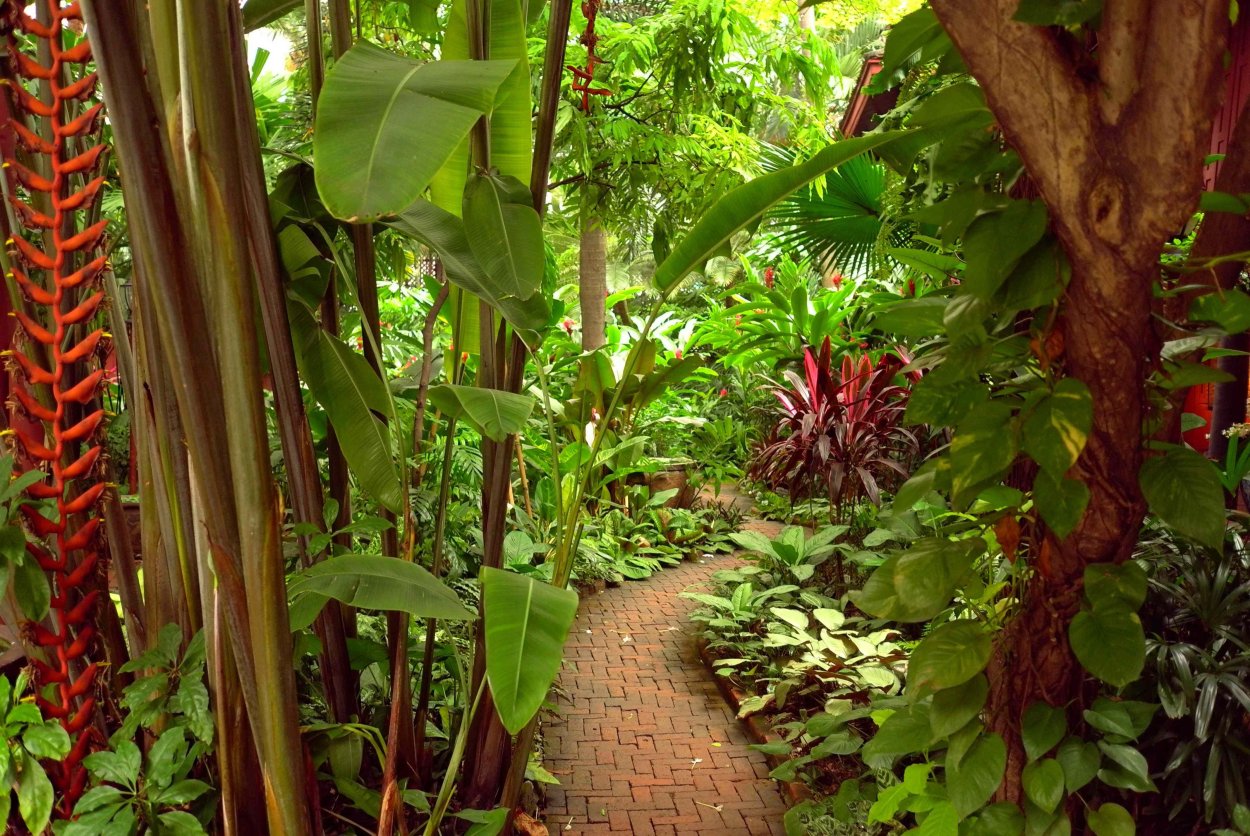 Лионелия Тропическая