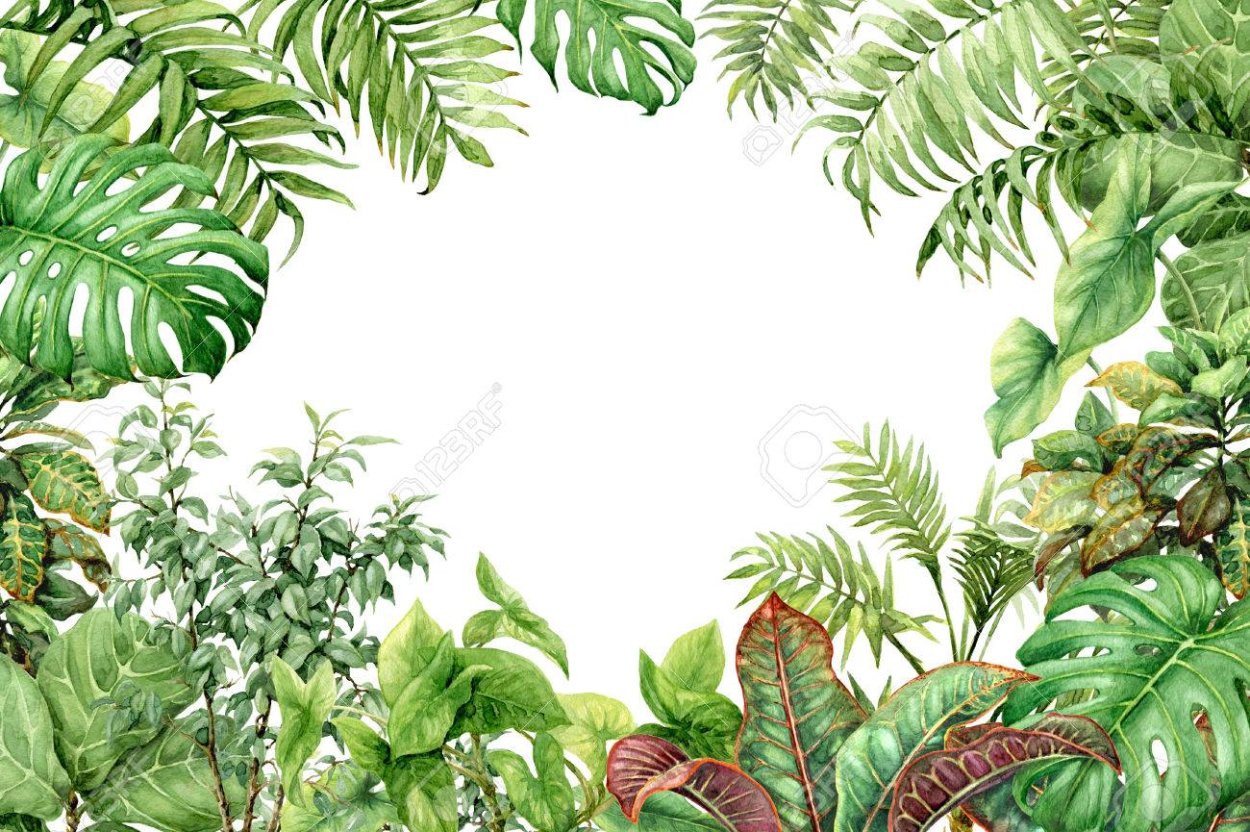 Тропические растения рамка