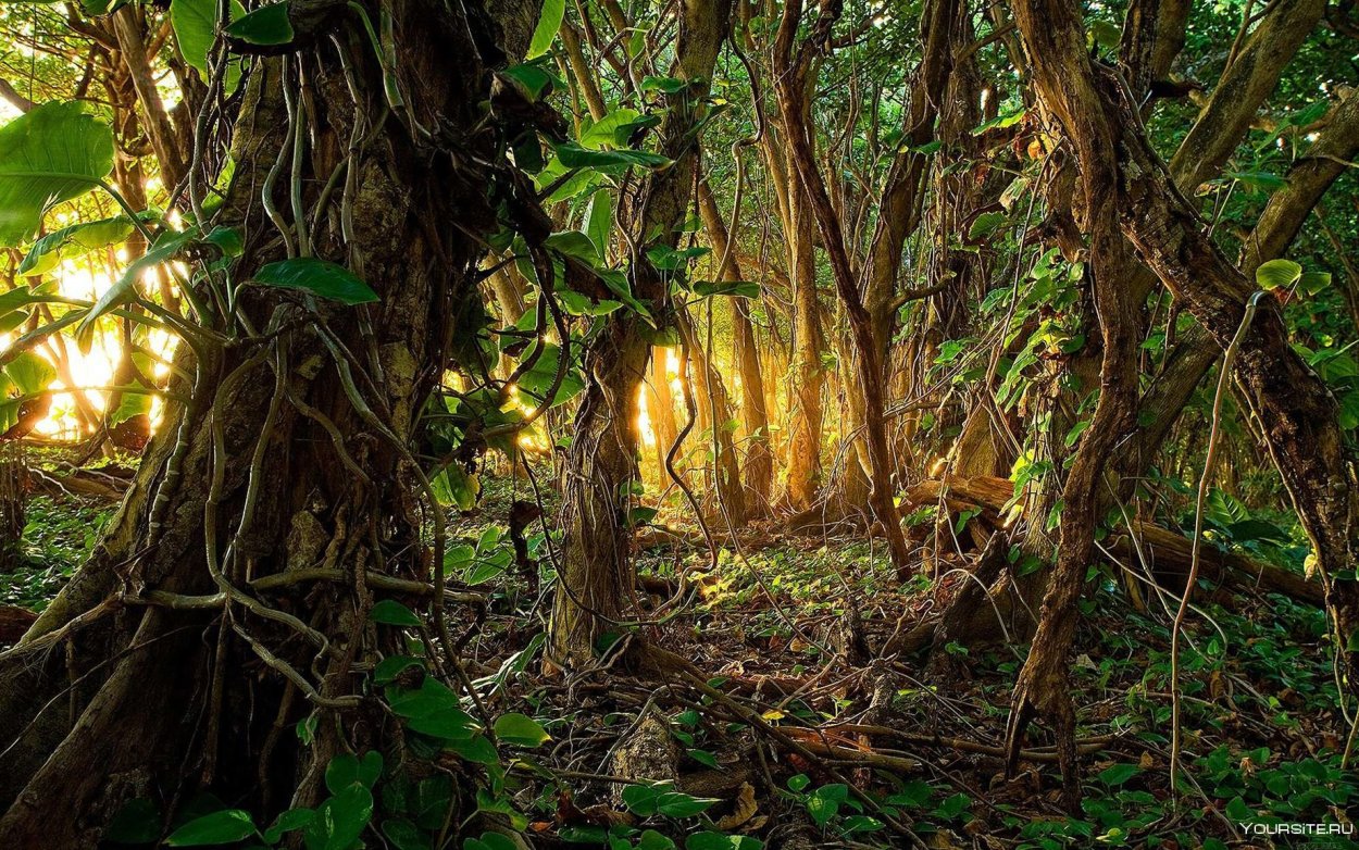 Южная Америка Сельва лианы