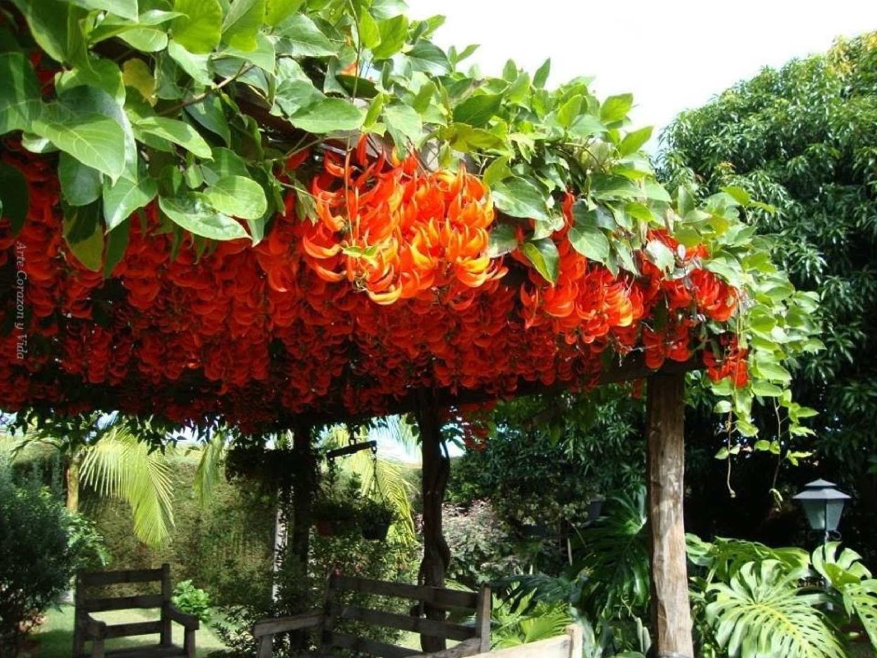 Векторные тропические листья