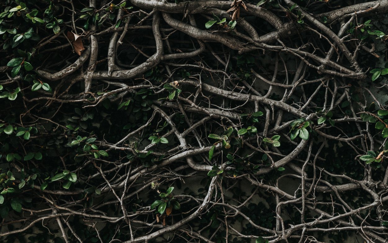 Переплетение веток