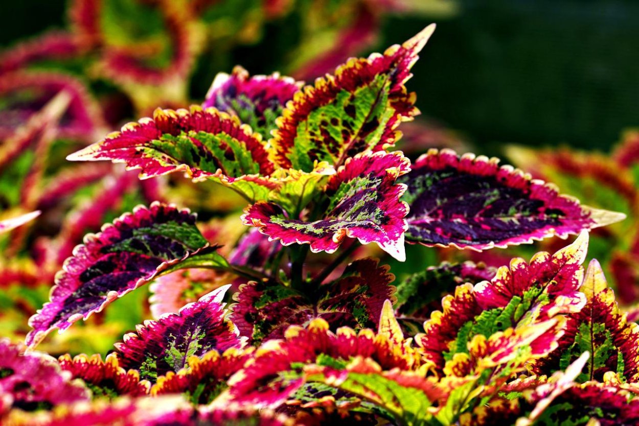 Колеус Морган Ле ФАУ