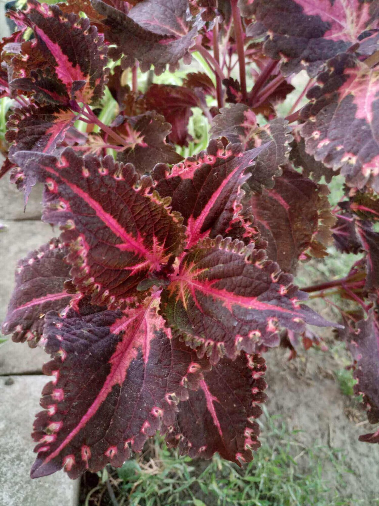 Соленостемон колеус