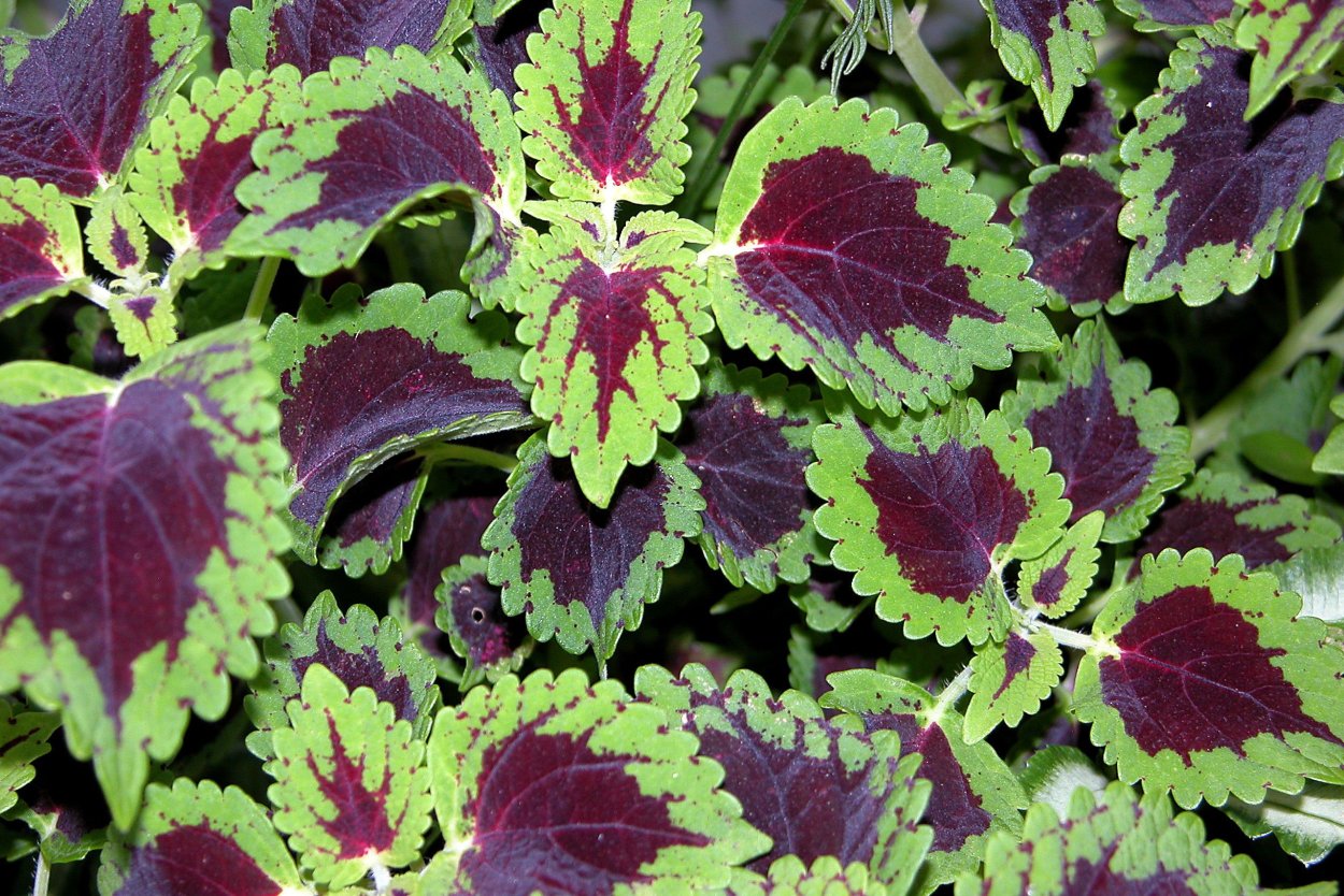 Колеус Ренельта