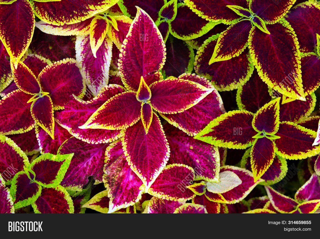 Колеус Orange King