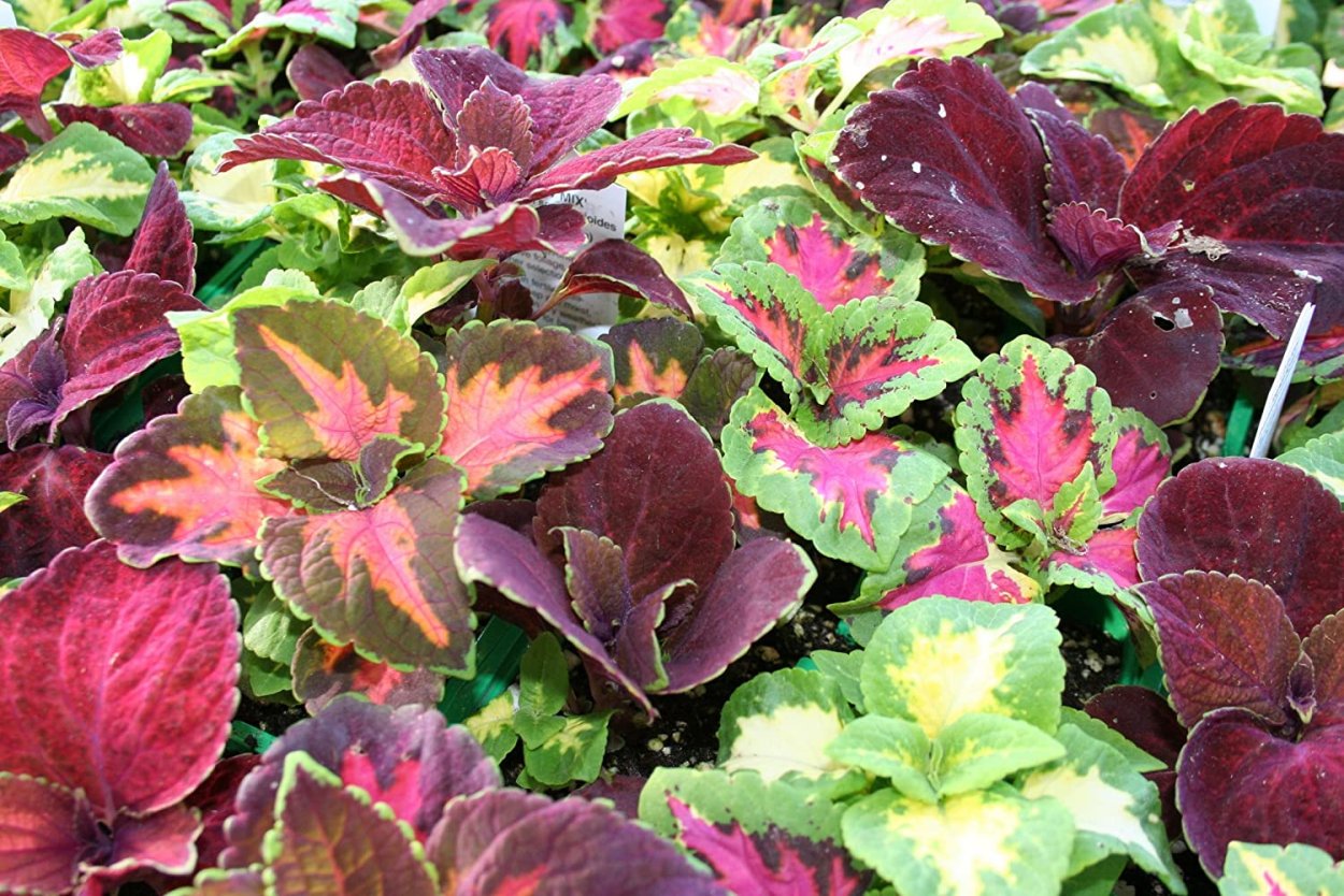 Колеус Coleus Juliet Quartermain