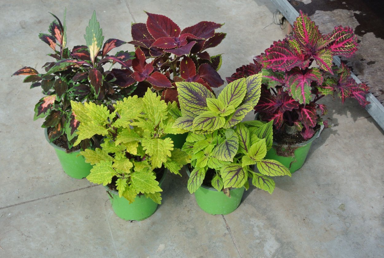 Колеус Блюме побеги с листьями