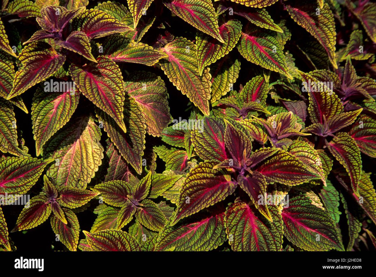 Маранта, колеус, паунсеттия (молочай)