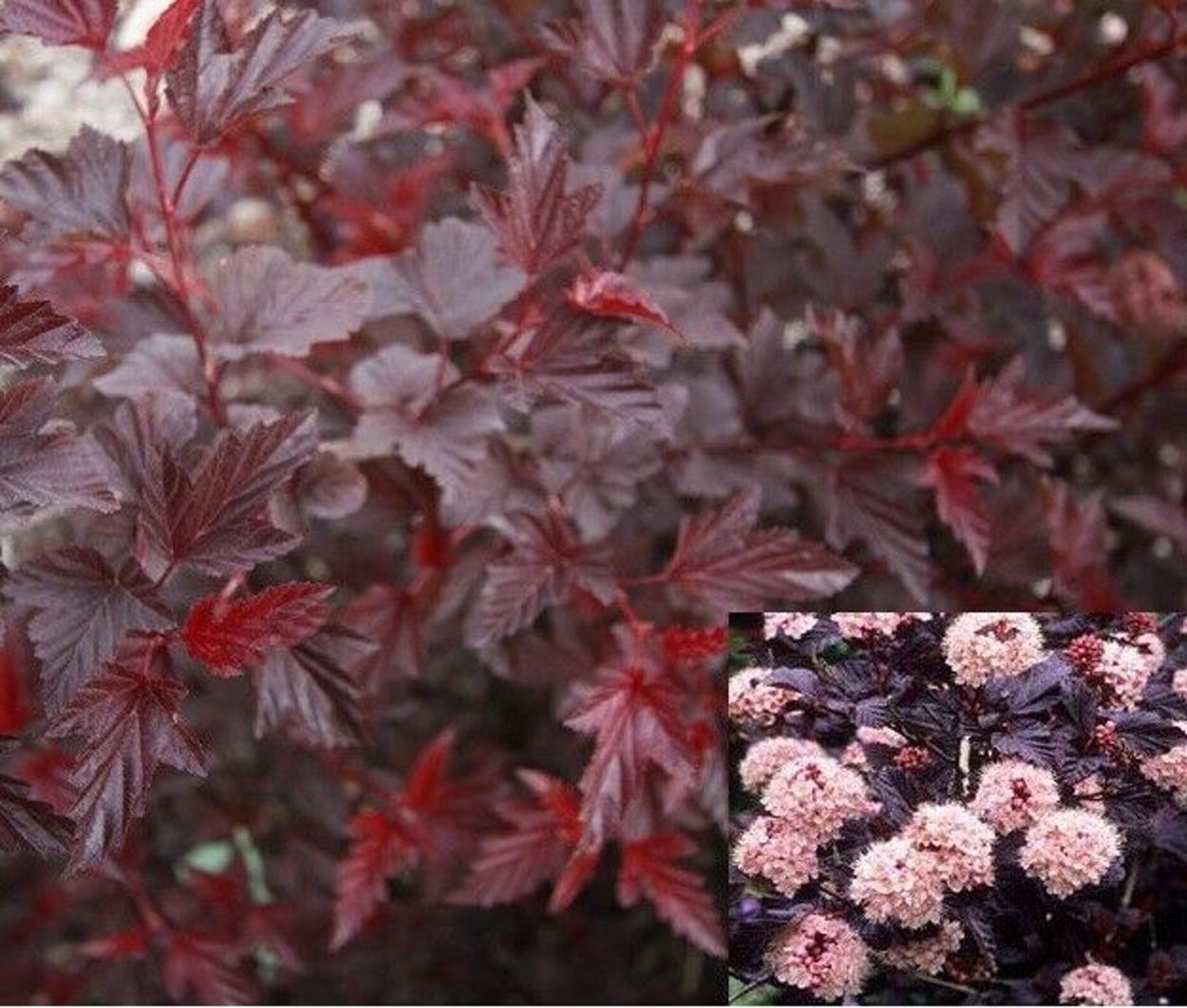 Барбарис Тунберга Atropurpurea