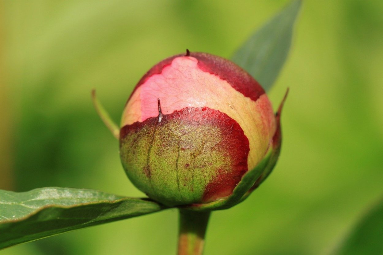 Закрытый бутон пиона