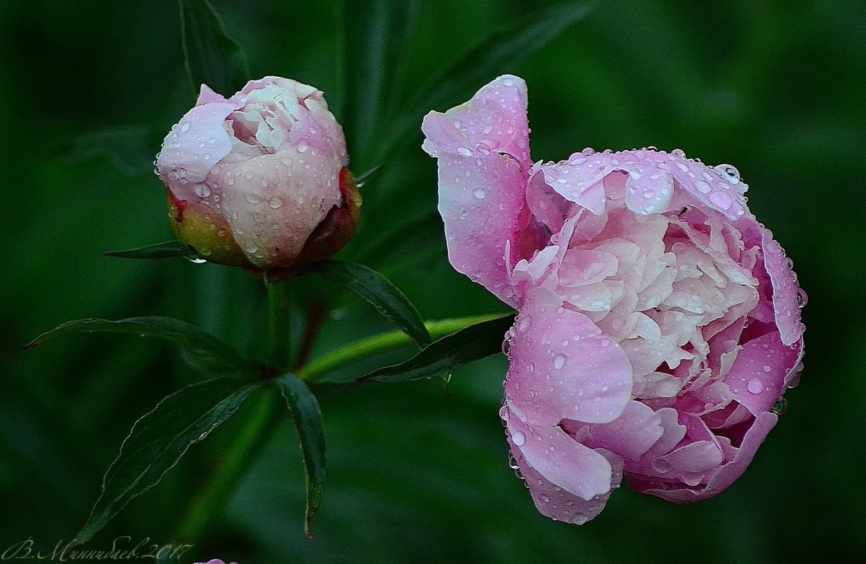 Пионы куст бутоны