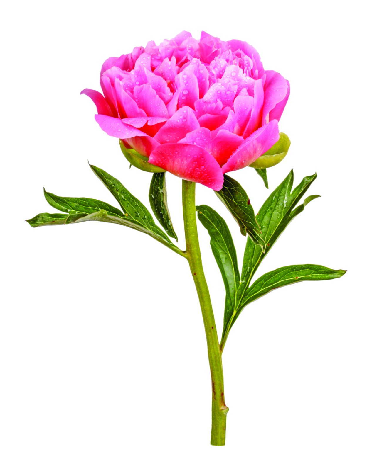 Стебель пиона