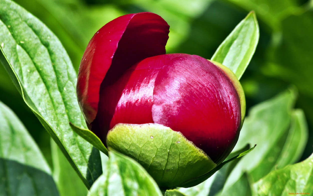 Бутон красного пиона