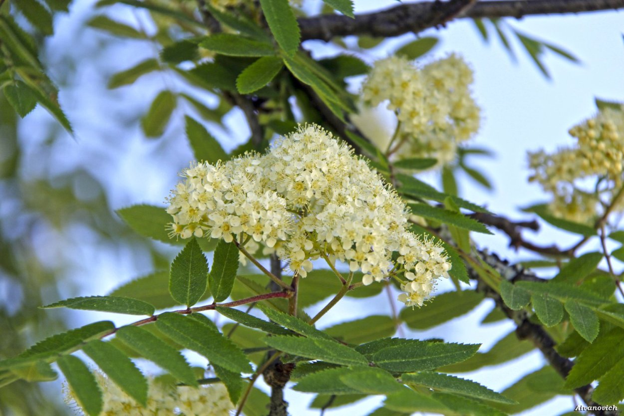 Сирень акация