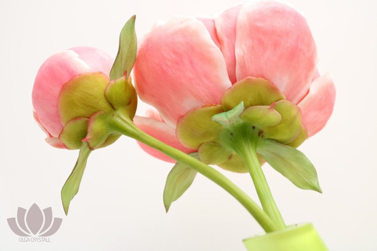 Чашелистики у пионов