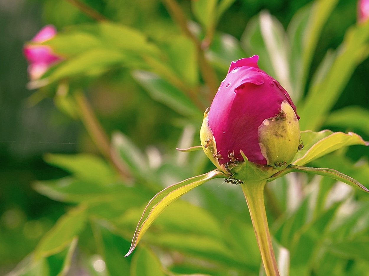 Бутон пиона