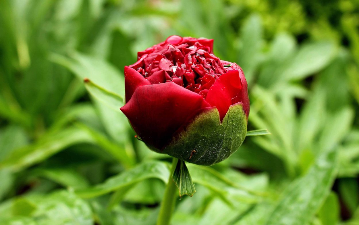 Пионы красные стебли