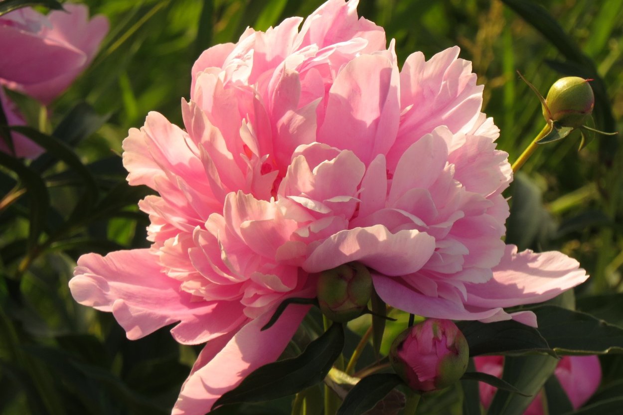 Пион Санрайз