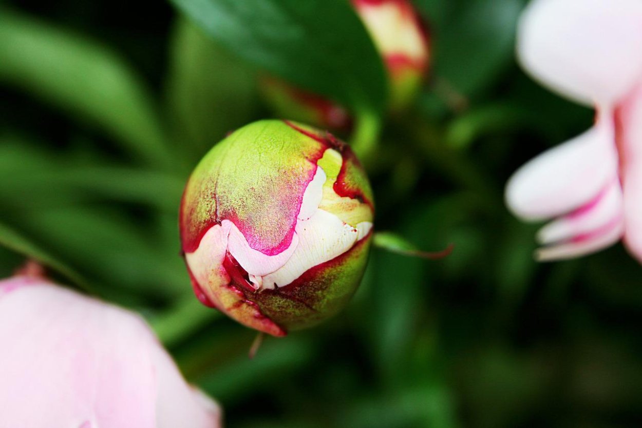 Пион Rose Knospe