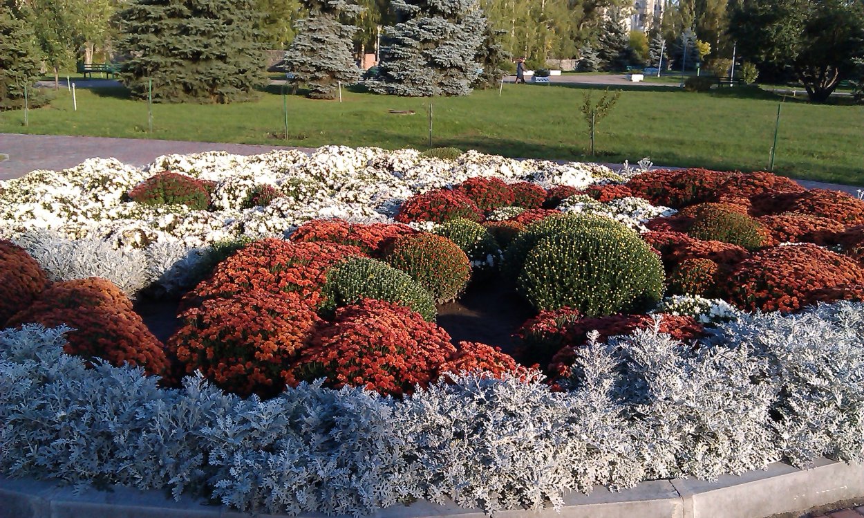 Клумба Сальвия алиссум цинерария