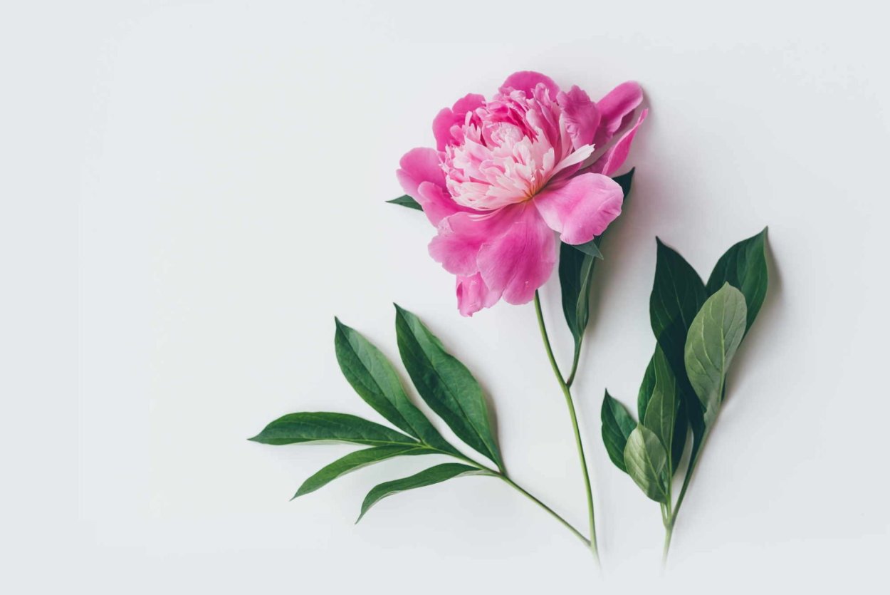 Пион цветок вид сверху