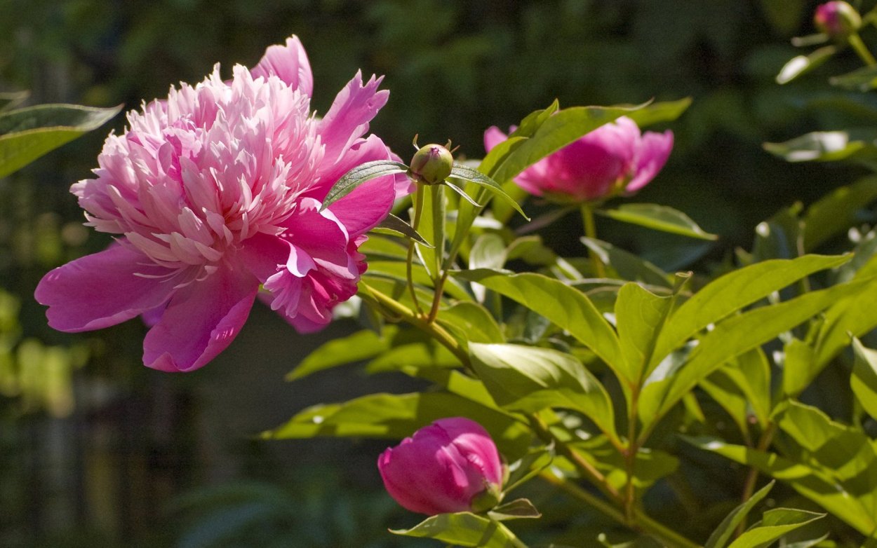 Листья пиона