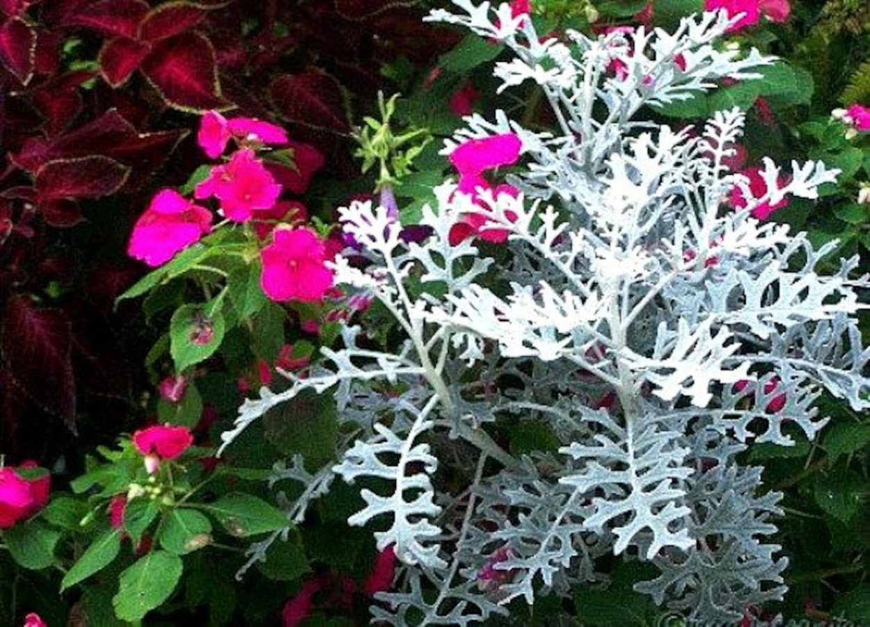 Цинерария Энджел Вингс