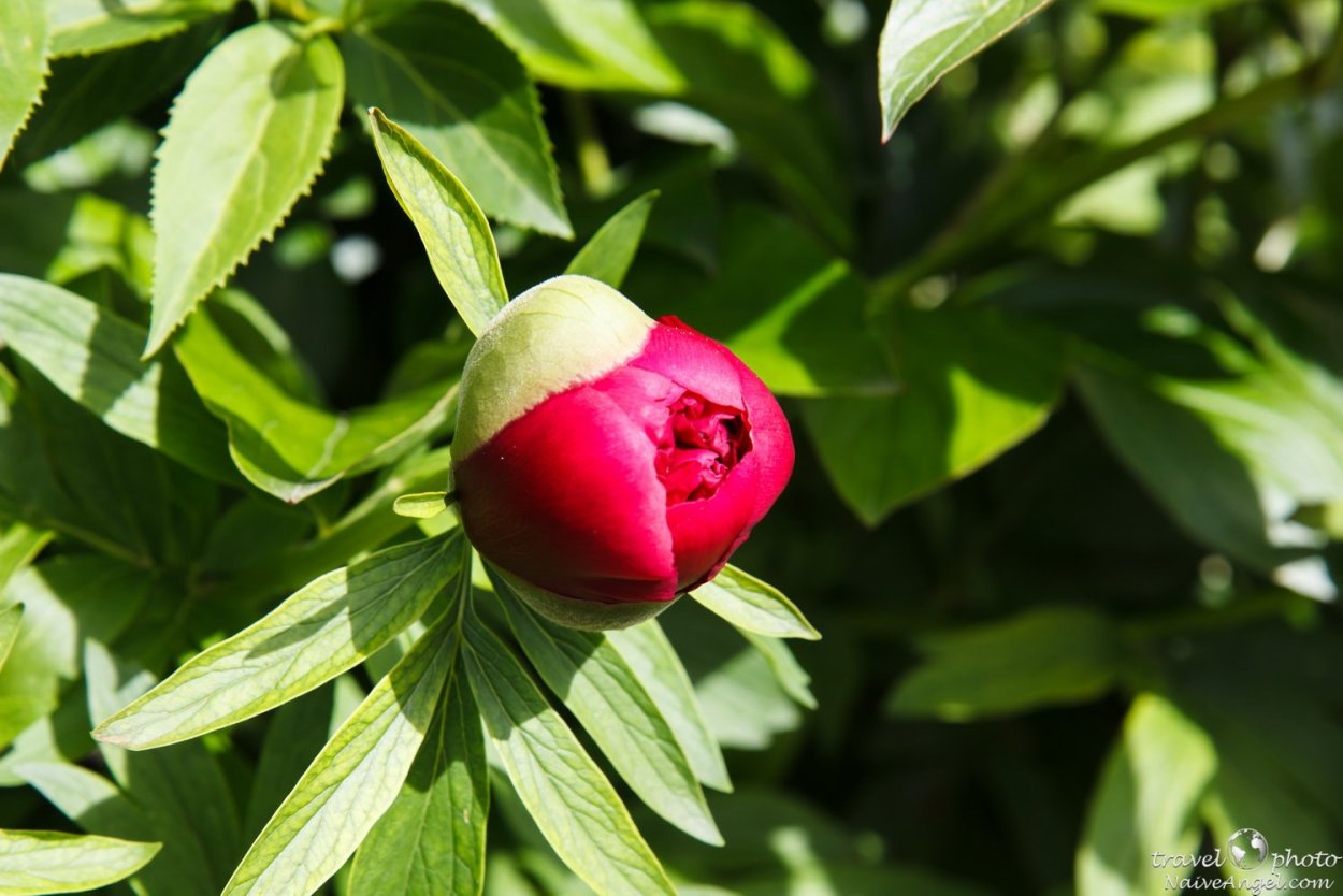 Бутон красного пиона