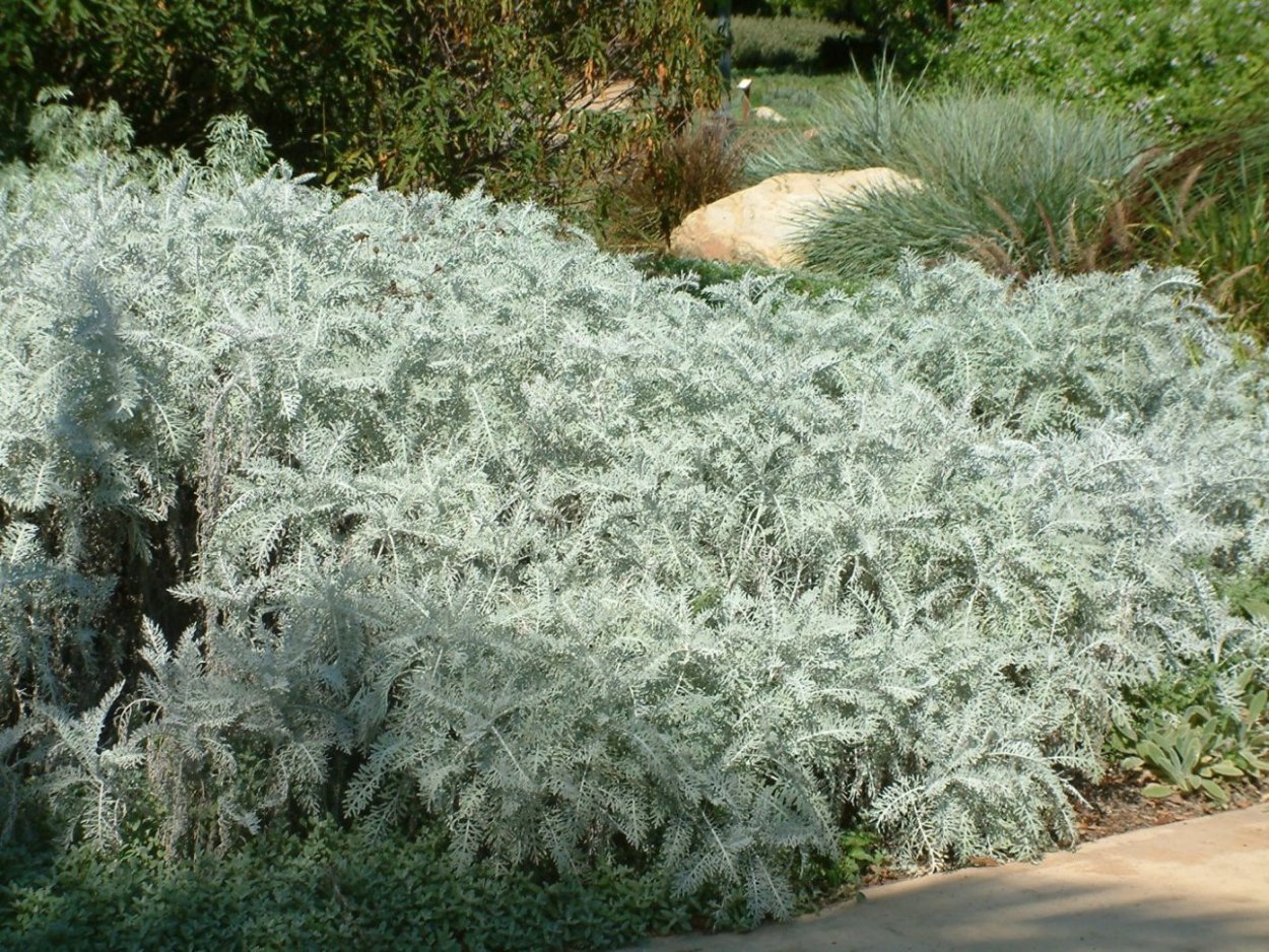 Кустарник Мельник