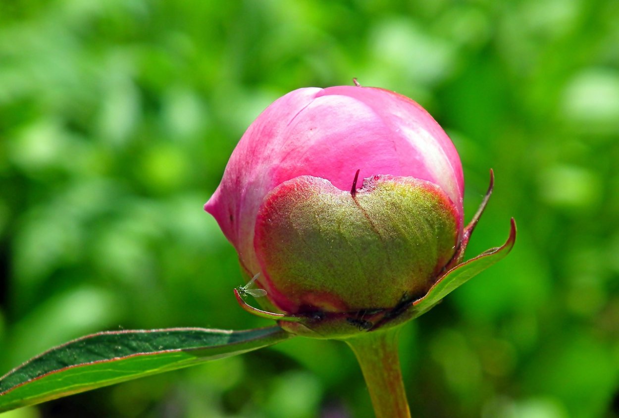 Пион Даурский