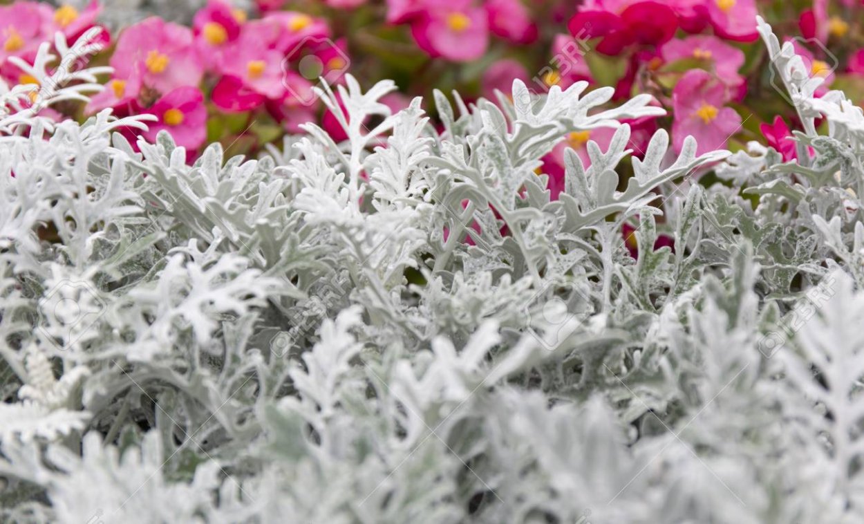 Маки цинерария серебристая