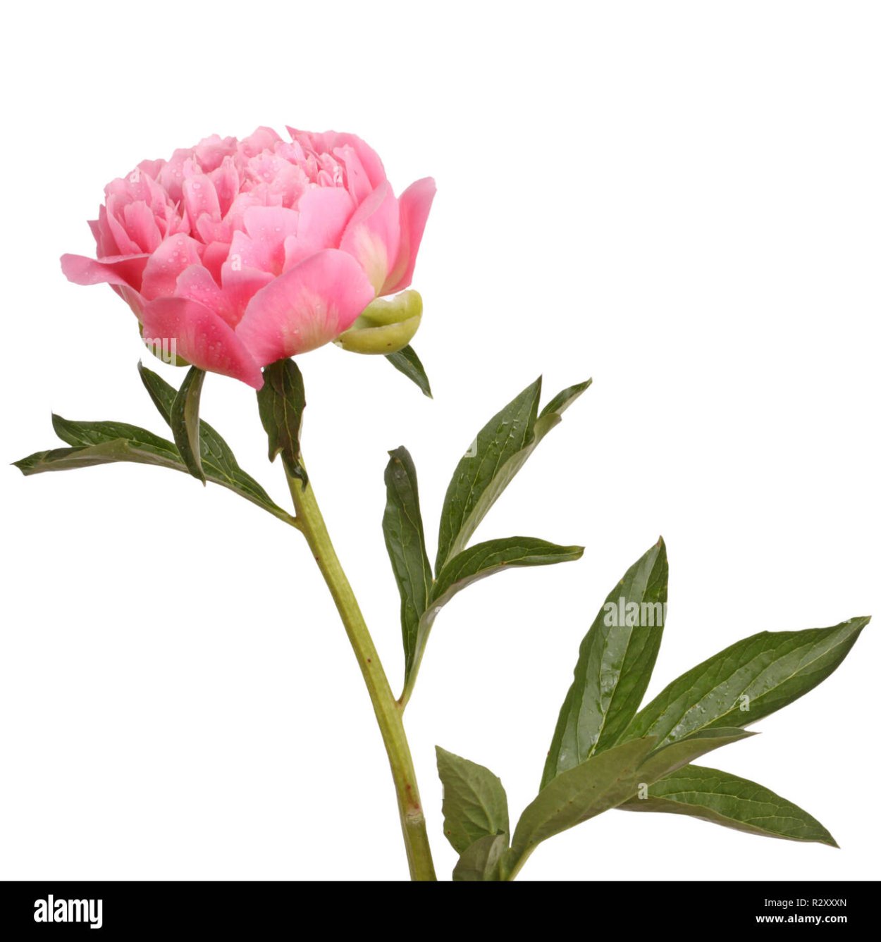 Пионы со стеблем и листьями