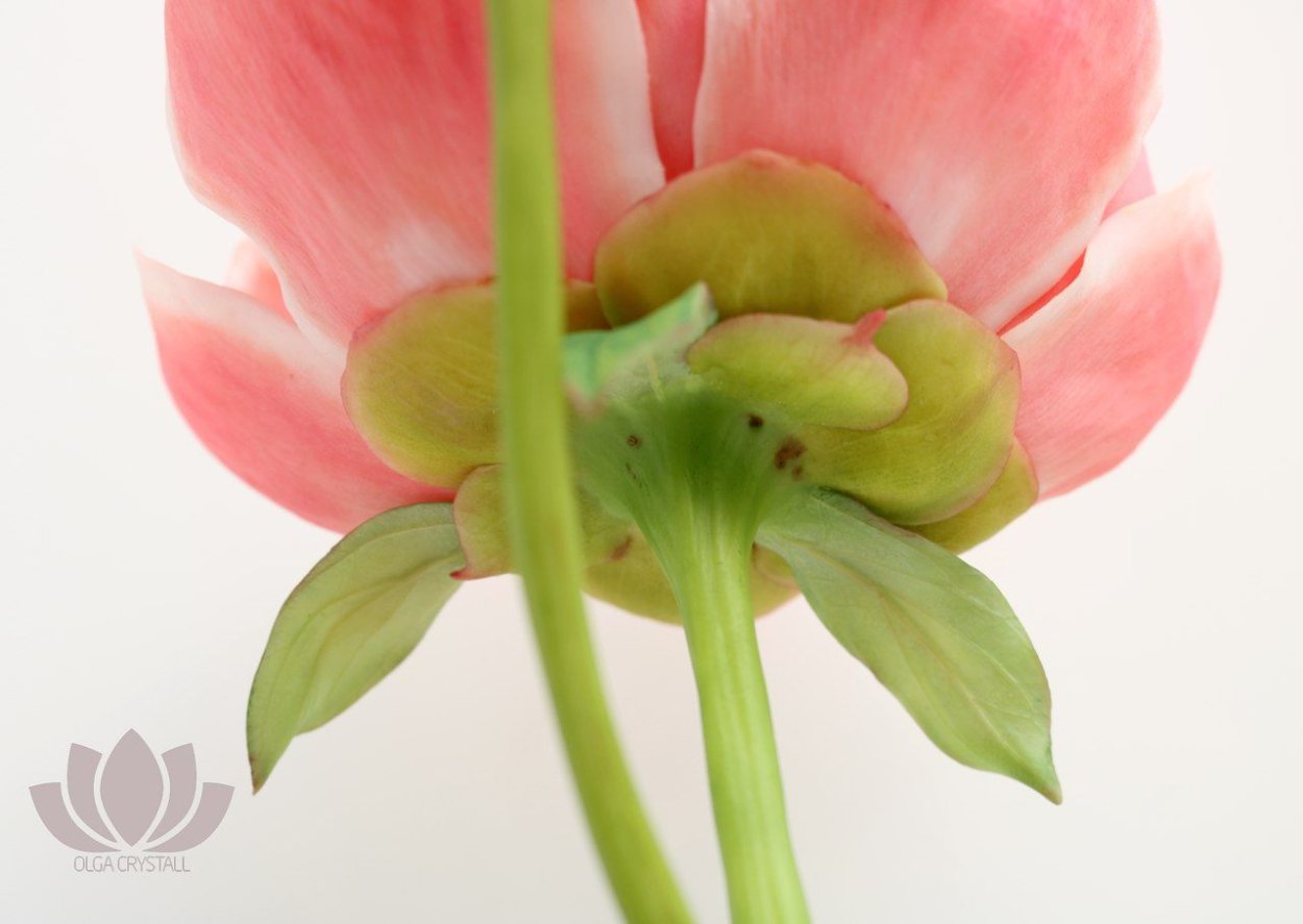 Чашелистики у пионов