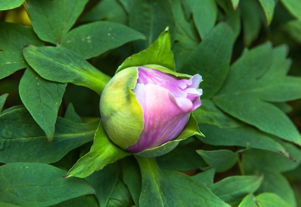 Околоцветник пиона