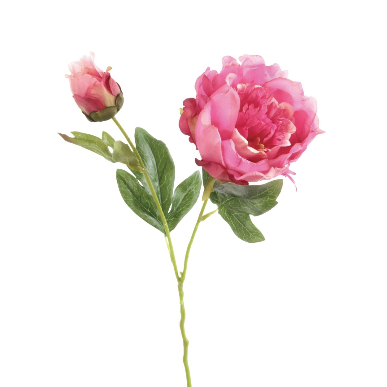 Пион на стебле