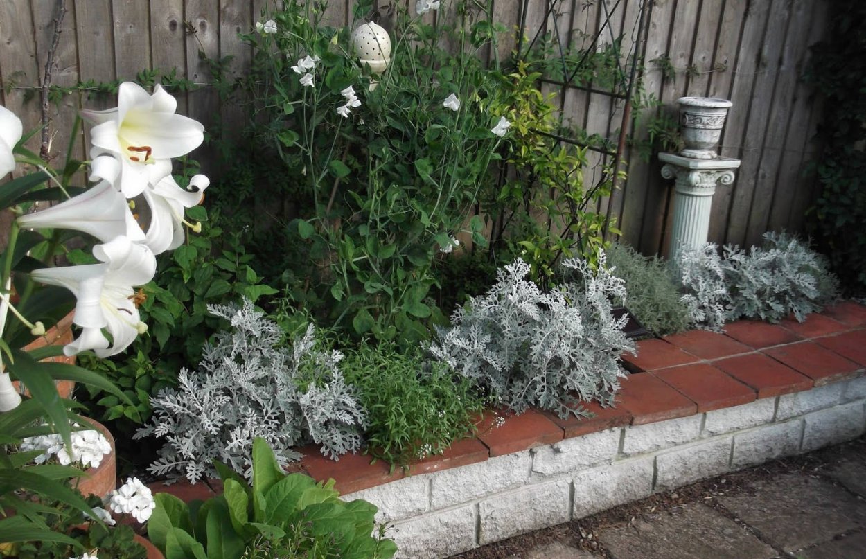 Цинерария серебристая в цветнике