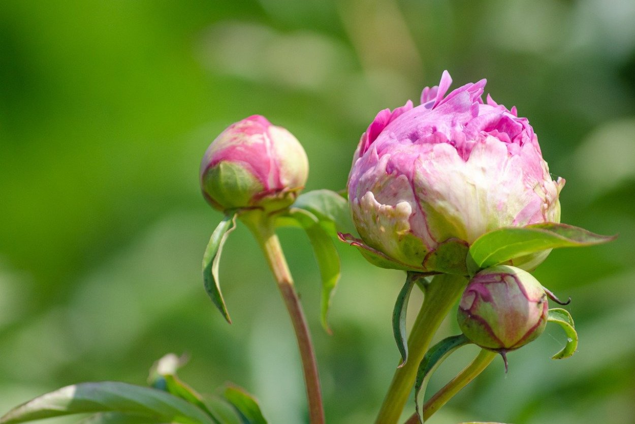 Пион ботан с бутоном