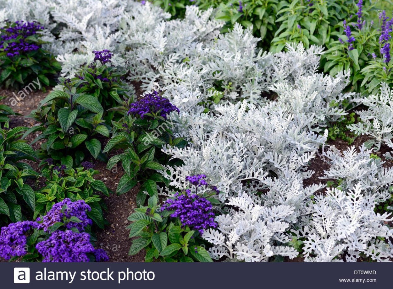 Гелиотроп и цинерария