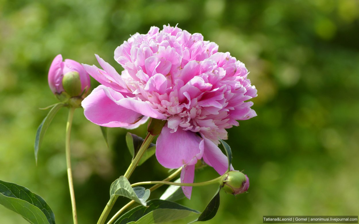 Лист цветка пиона