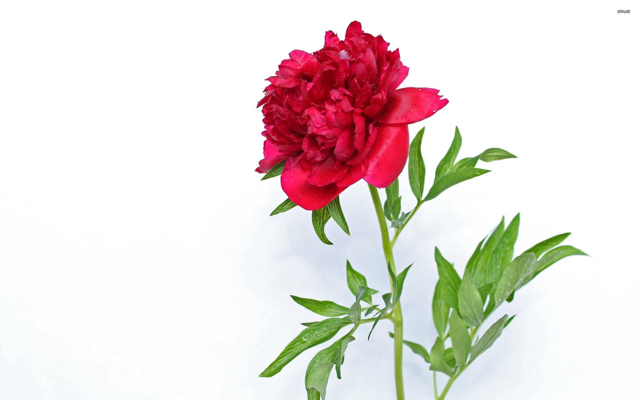 Красные пионы на белом фоне